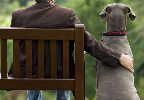Man sitting on a bench and a dog sitting next to him with their back to the camera.